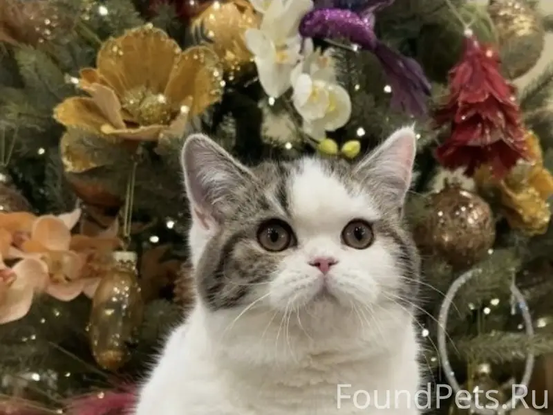 Ппотерялась кошечка, шотландка, окрас арлекин