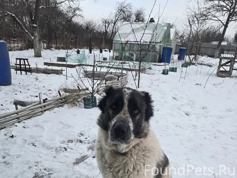 Пропала собака алабай, без указания места