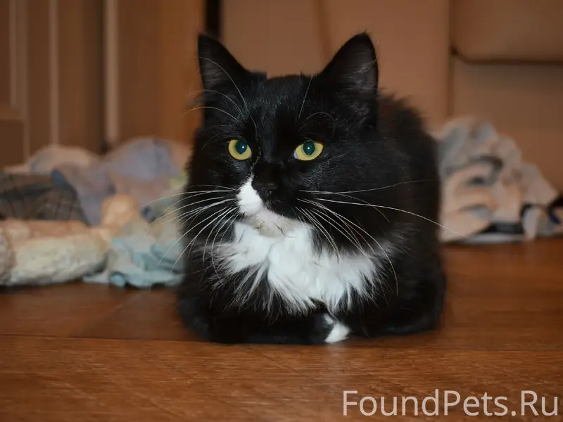 Пропала кошка, Пеньковка