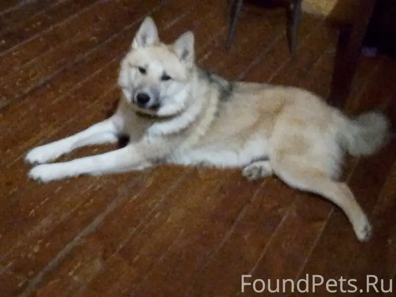 Пропал метис лайки, Кульсеитово