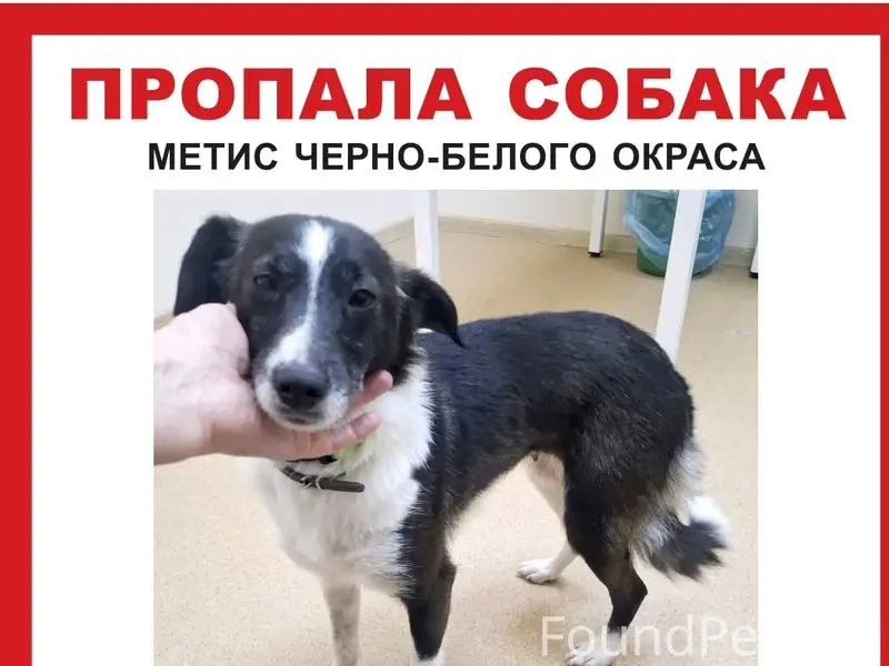 Пропала собака Валюша, Санкт-Петербург