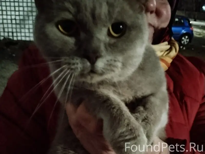 Найден породистый котик, улица Печорская, Псков