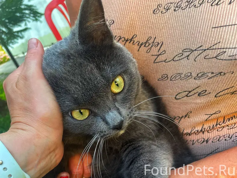 Пропала кошка Лиза, село Култавово