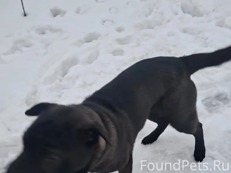 Пропала собака, Семилуки