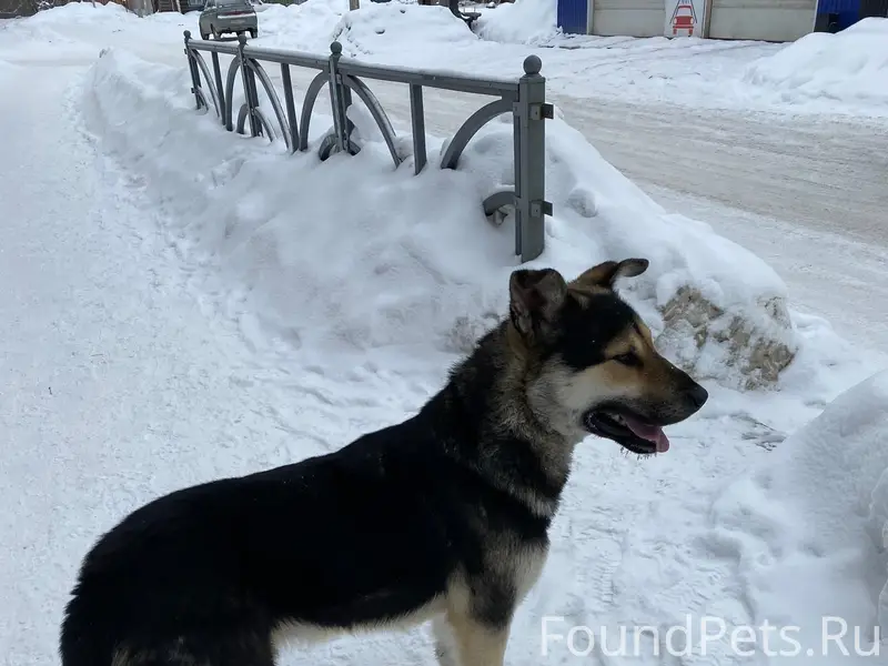 Пропала овчарка, Елизаветинское шоссе, Екатеринбург