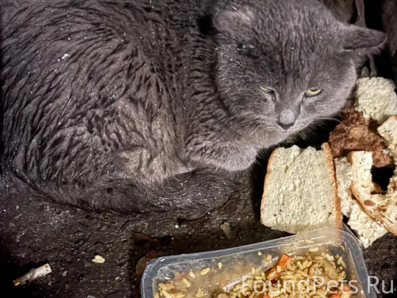 Найдена кошка, Курск, улица Димитрова