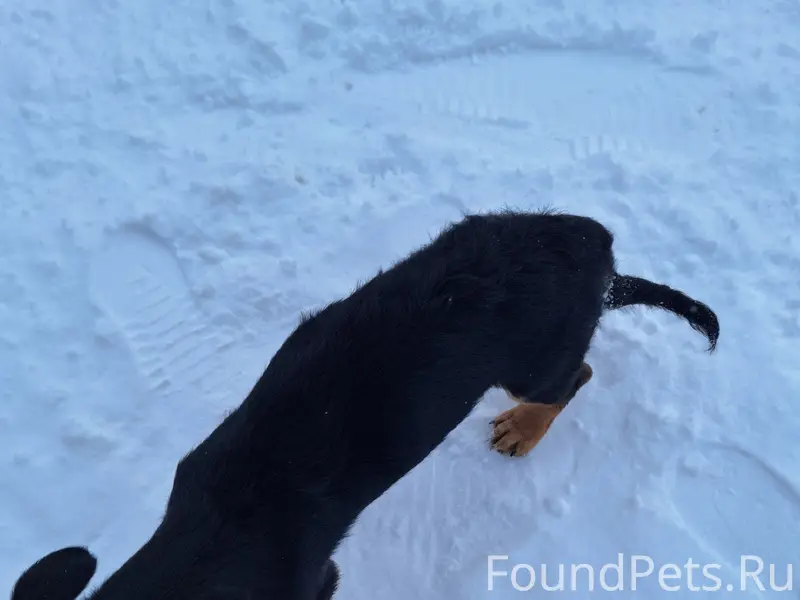 Найден щенок, коричневый с чёрным, Приморский парк