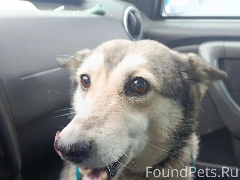 Найдена метис хаски, Чапаевск