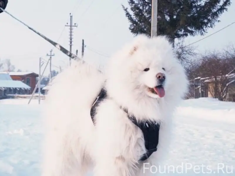 Пропали два самоеда, Нижегородская обл., Богородский район