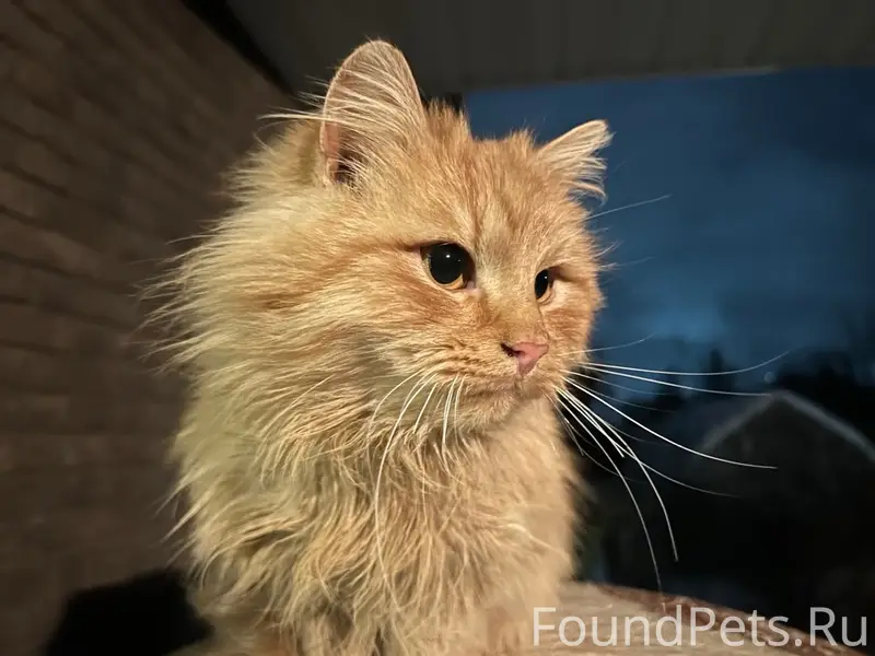Пропала кошка Ириска