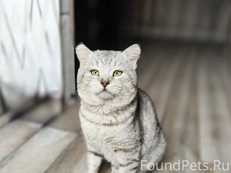 Найден кот Яша