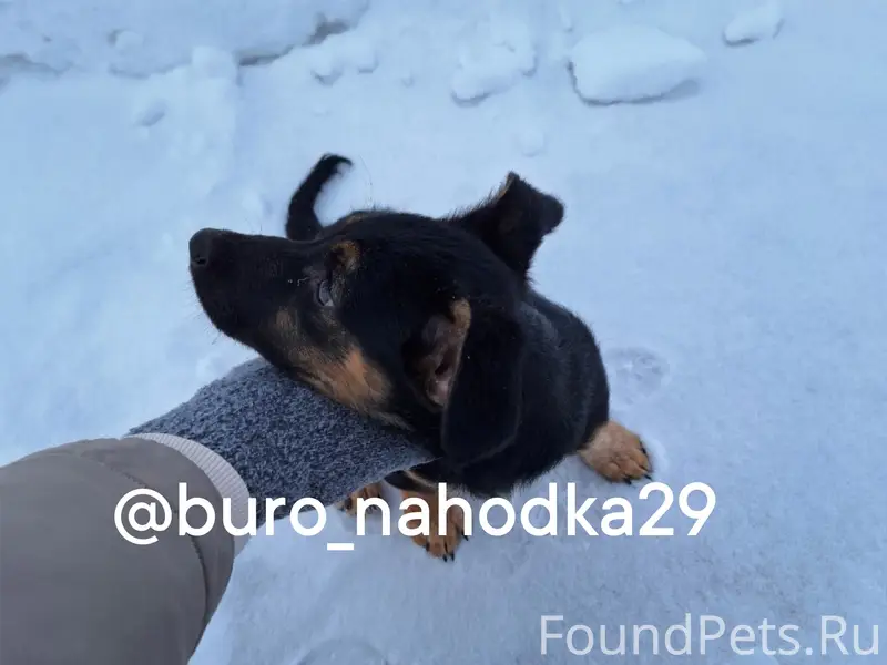 Найден щенок, коричневый с чёрным, Северодвинск