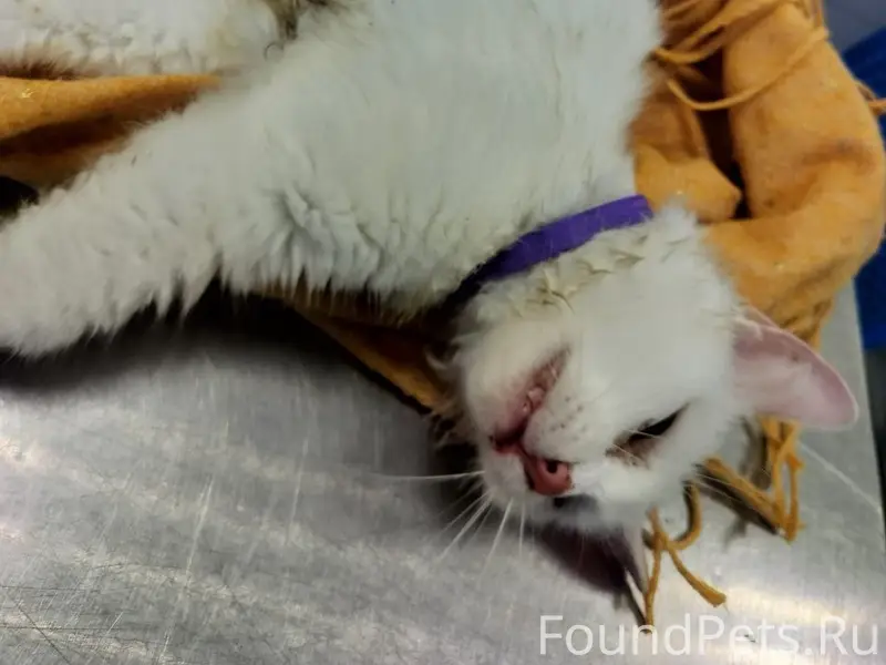 Найдена белая кошка в фиолетовом ошейнике, Халтурина, 38