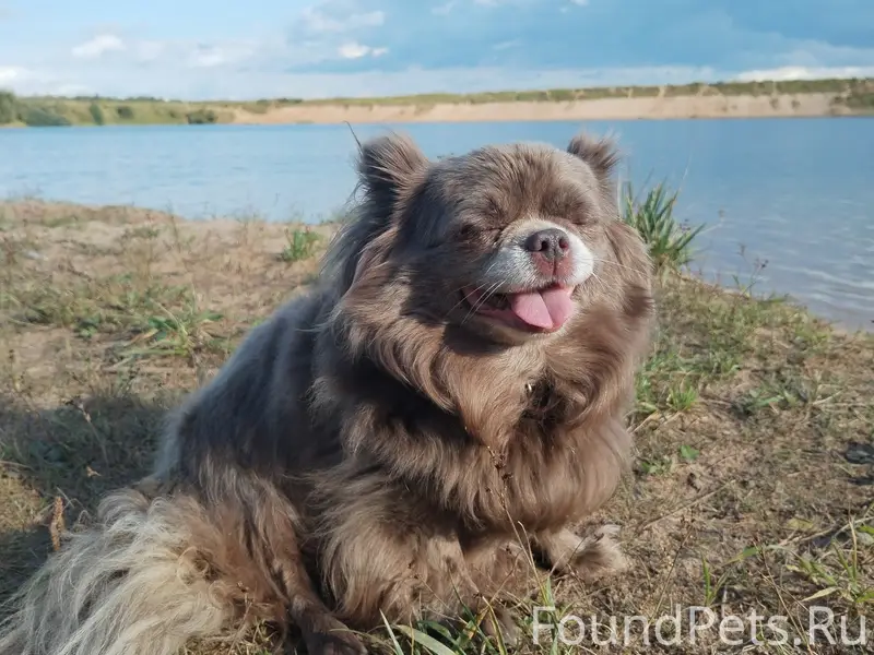 Пропала собака Чара