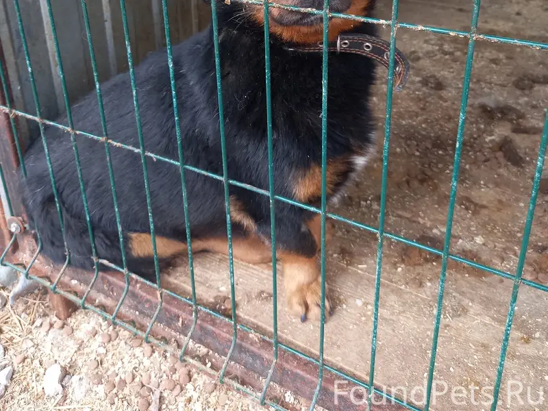 Найден мальчик, чёрный, Бежицкий район, Брянск