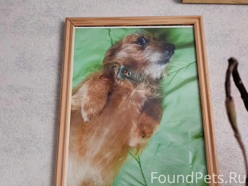 Пропала собака Джесси, 26 лесозавод