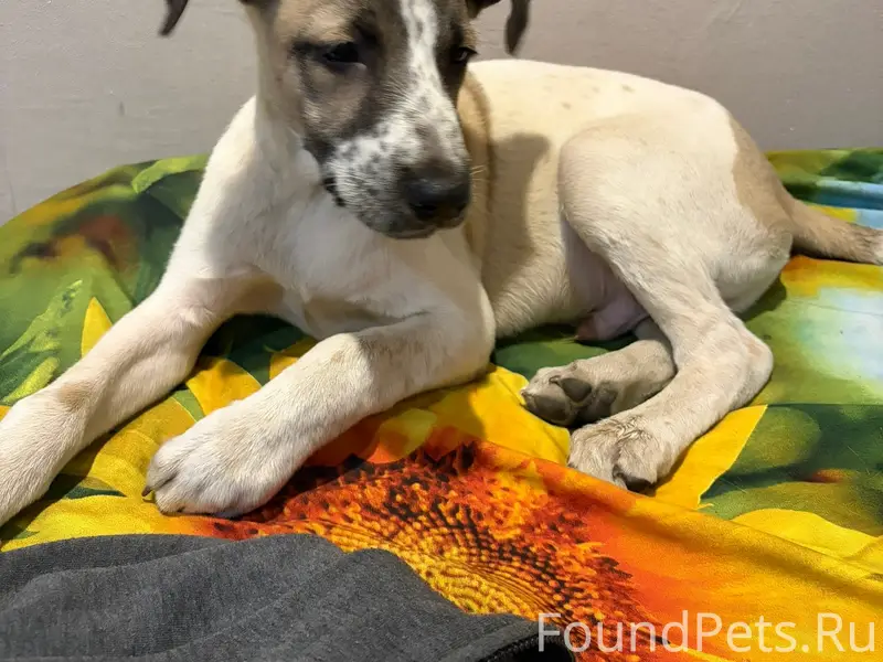 Найден щенок, Ленина 84Б