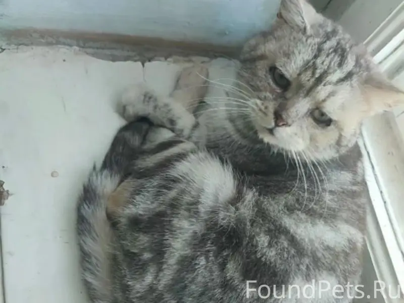Пропала кошка, ищем свидетелей