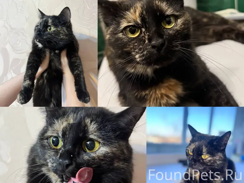 Найдена кошка с розовым ошейником, улица Татарстана