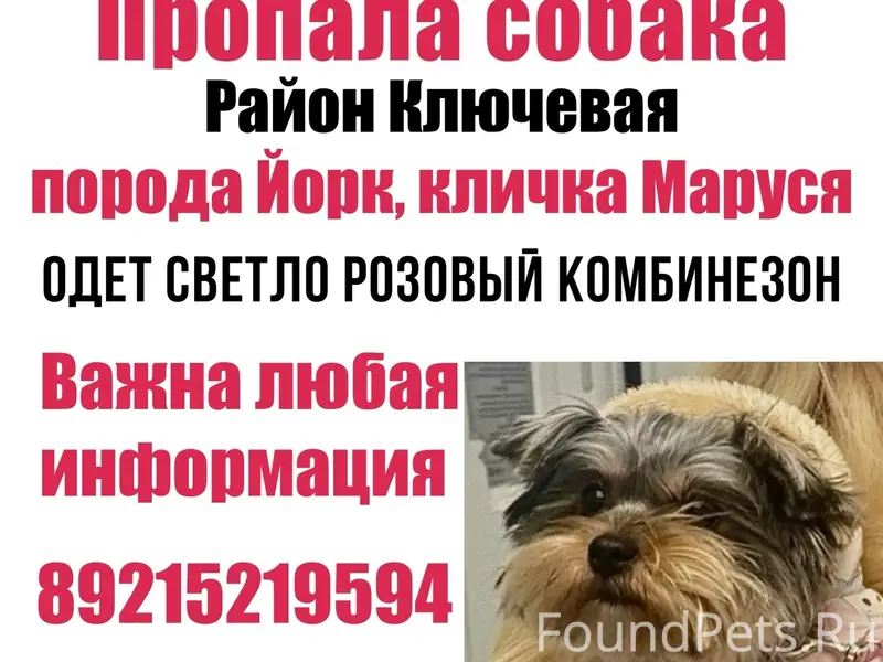 Пропала Йорк Маруся, Петрозаводск