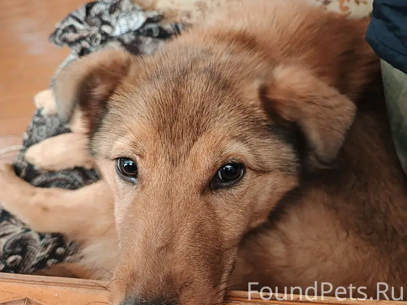 Пропала собака Тошка, есть ошейник