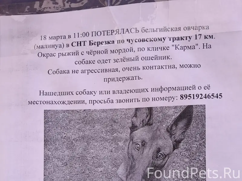 Пропала бельгийская овчарка (малинуа) Карма, снт 'Березка'