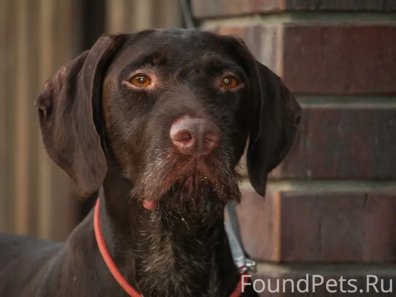 Пропала сука дратхаара, снт Тополь