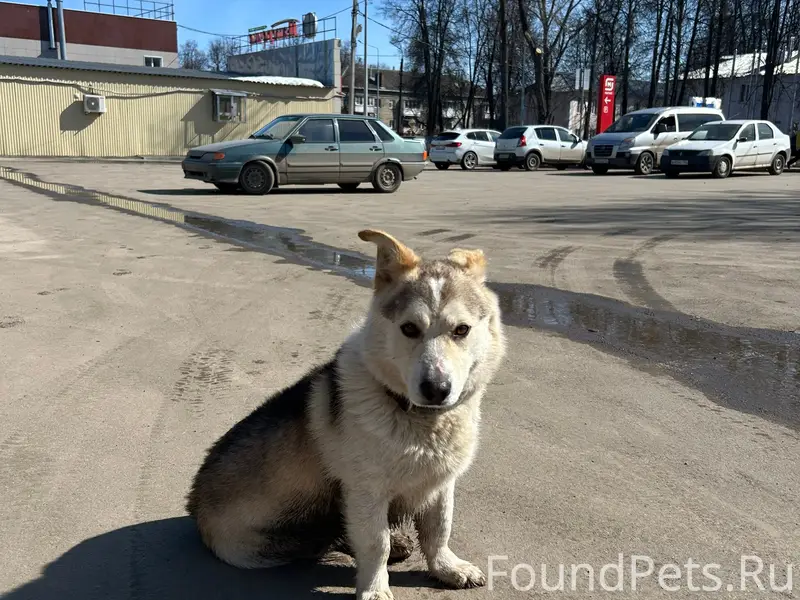 Пропала собака, видела на улице Гастелло