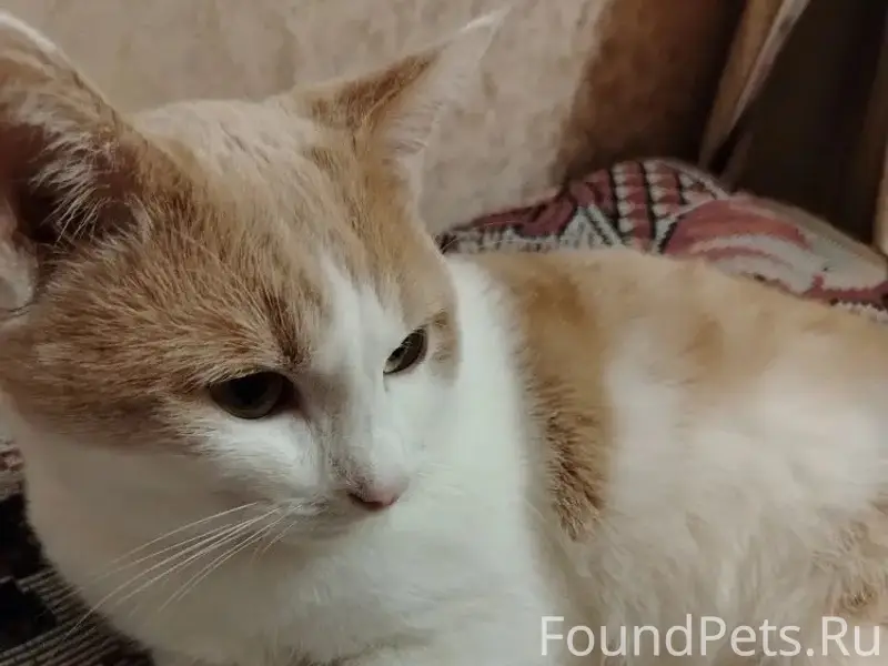 Пропал кот Кузя, Бронницы