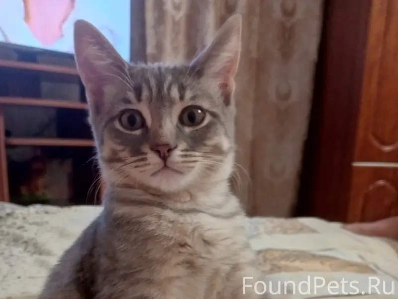 Пропал кот Тишка, улица Суворова