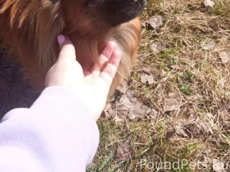 Пропал пёс Дени, Лесозавод