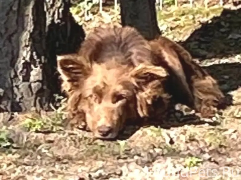 Найденна собака, Истринский район