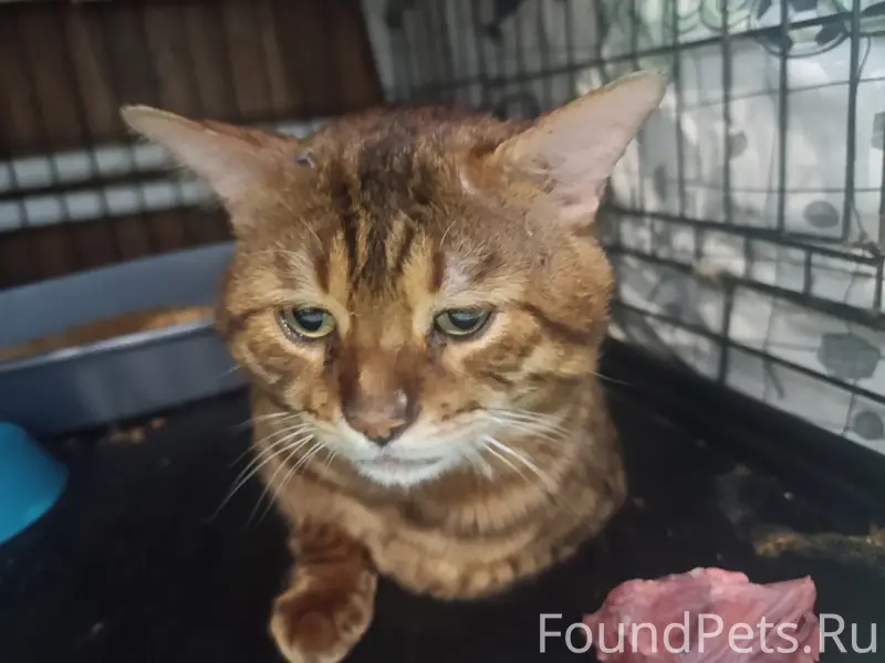 Найден котик фенотип бенгала, [место не указано]