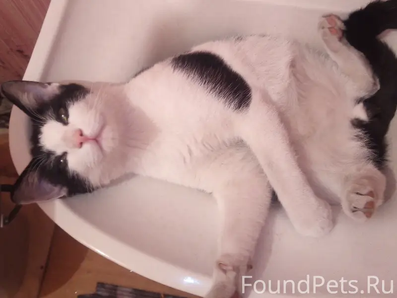 Пропал кот, черно-белый, Хлебозаводская/Кравченко