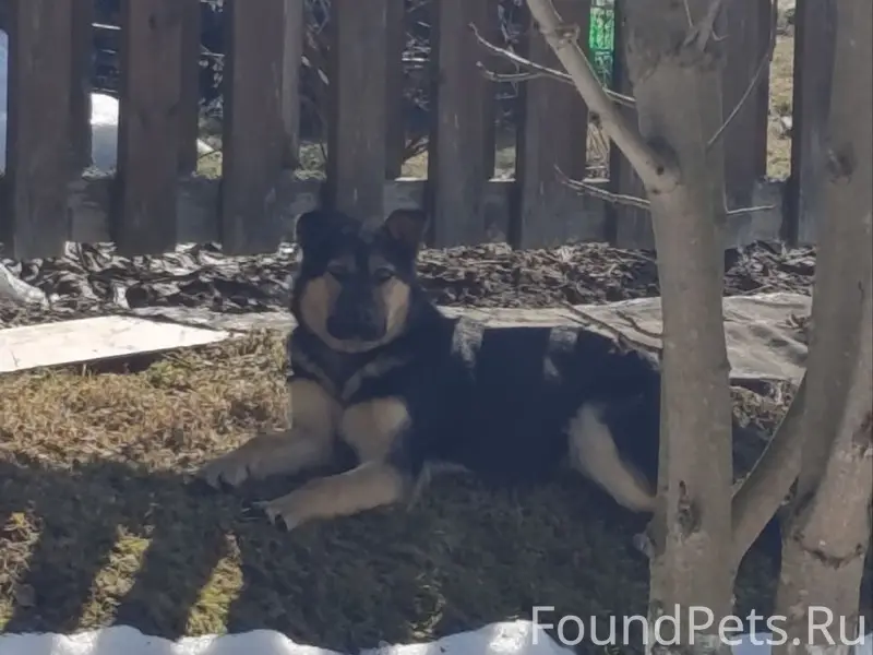 Найден пёс, дачи напротив Ершово