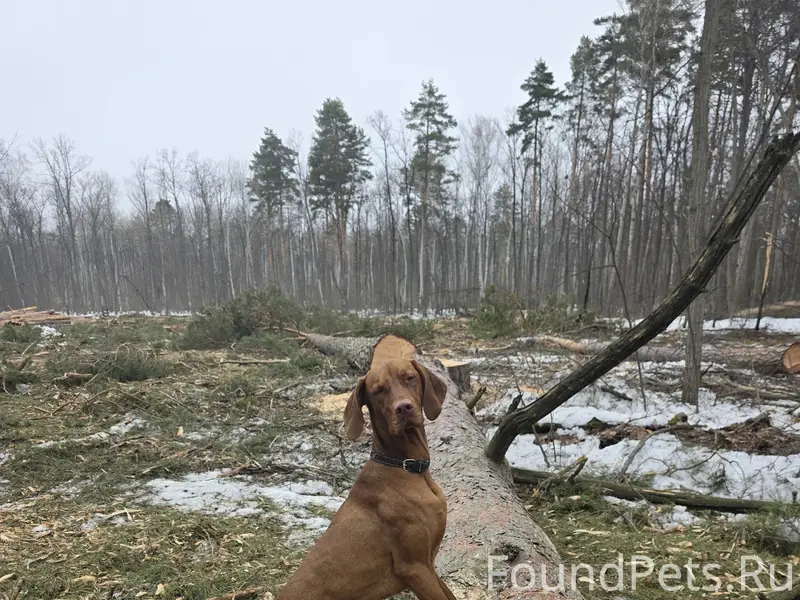 Пропал венгерская выжла Диего, район улицы Колхозной
