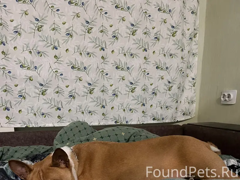 Пропала собака,