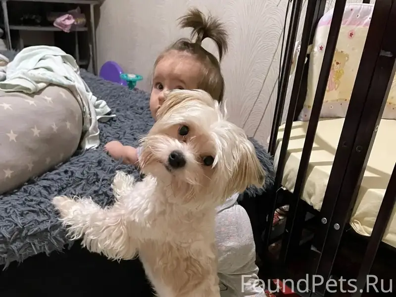 Пропала собака, мкр Заря, сот Строитель