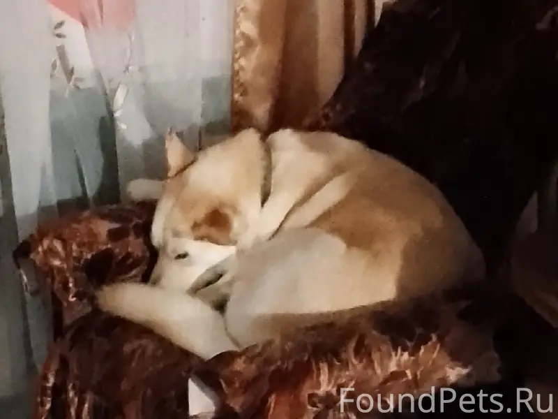 Пропала собака, деревня Алабузино