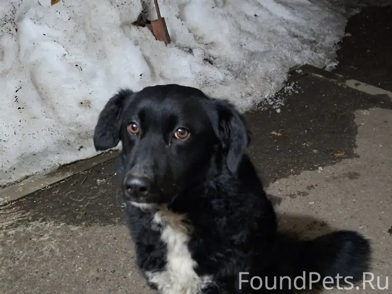 Пропал пёс, с. Устье