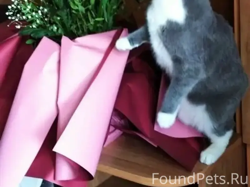 Пропала кошка, район 22 школы