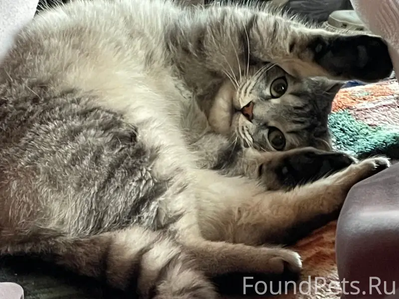 Пропала кошка, в районе палаты