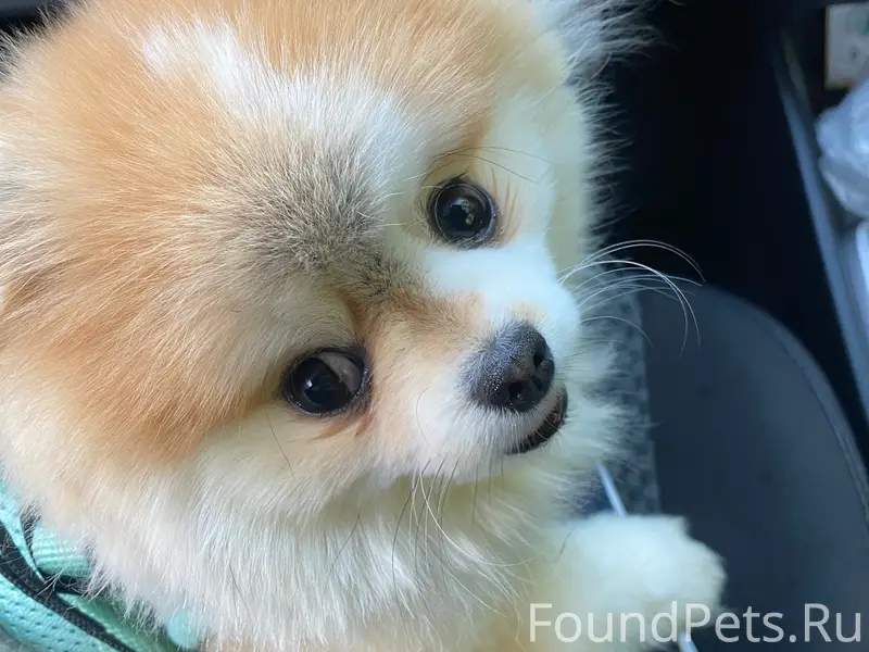 Пропала Минишпиц Симка, ул. Набережная