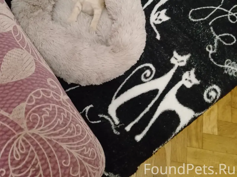 Пропал котенок