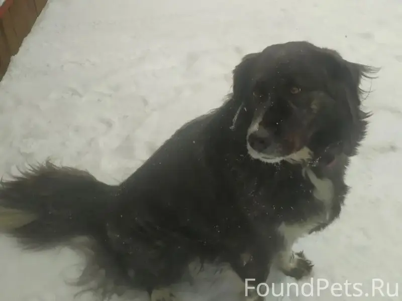 Пропала большая чёрная собака Альма, Петушинский район