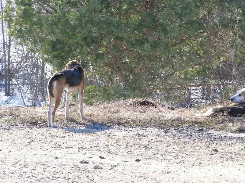 Пропали охотничьи собаки, мост через М. Кокшагу