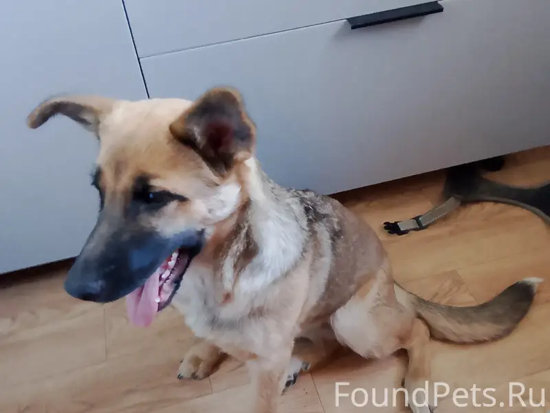 Найдена собака, район Заворыкинских домов