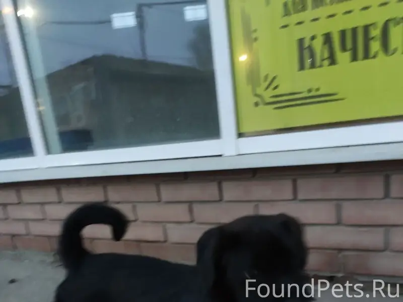 Найден щенок, Николаевский рынок