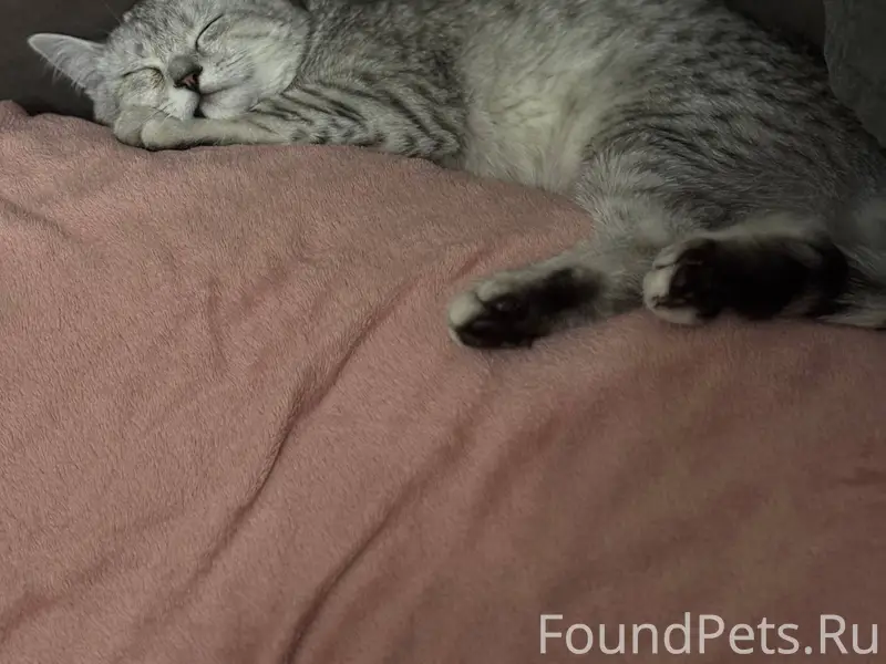 Пропал шотландец, Строгоновка, Симферополь