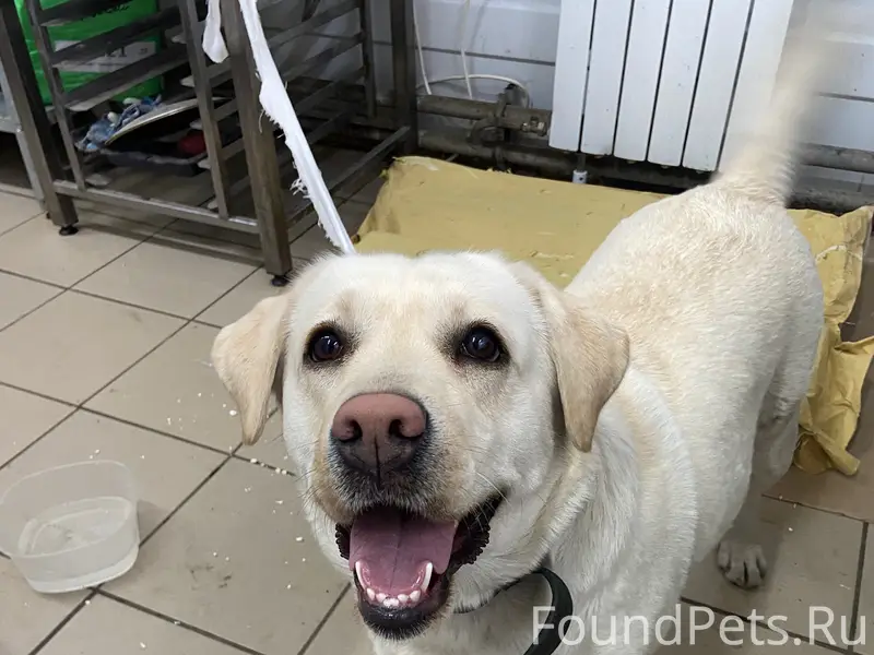 Найден лабрадор, университетский район